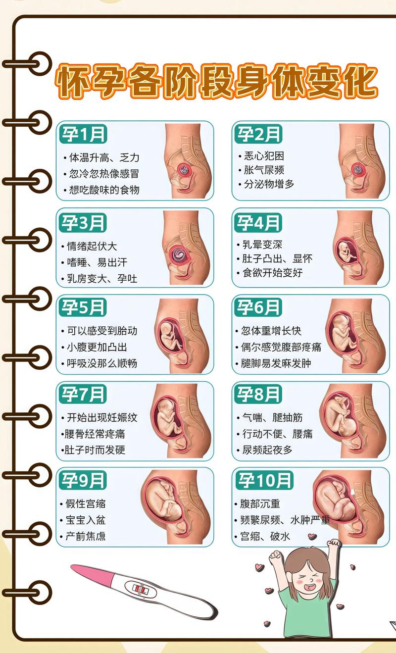 揭秘供卵代孕妈妈怀孕小腹分两节，孕期变化的奥秘丽江代生机构: